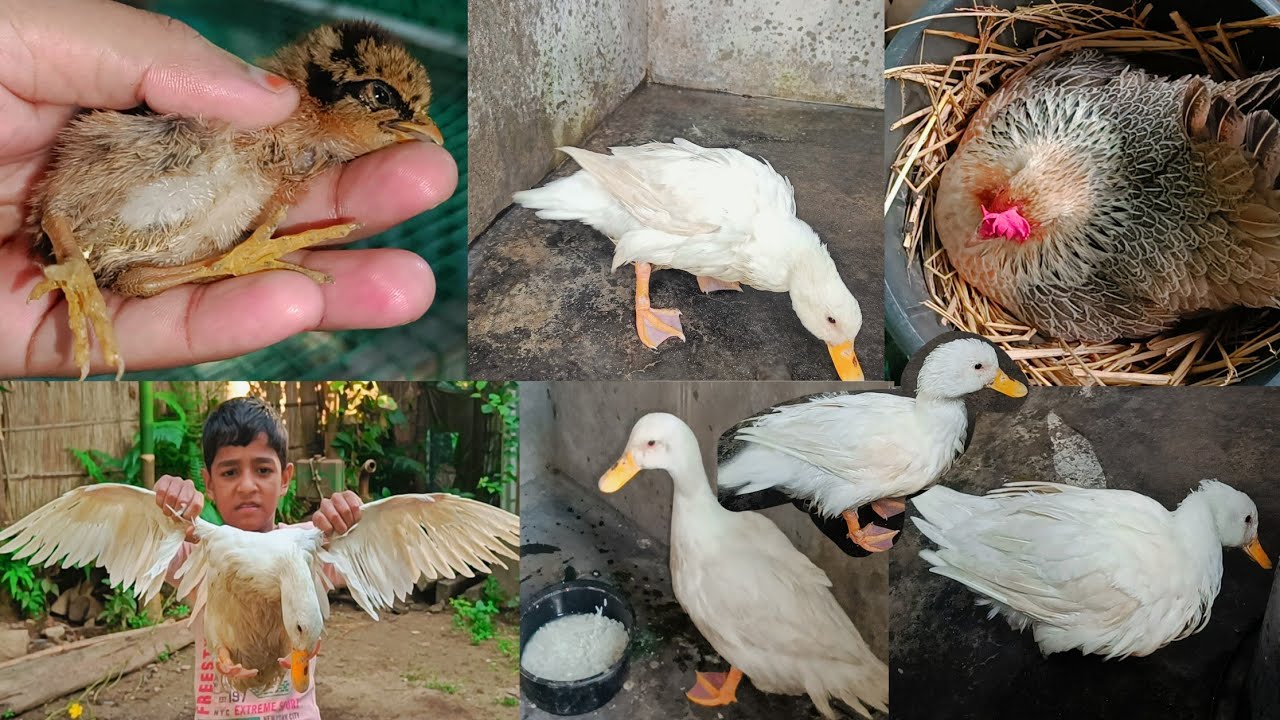 নতুন পোষা প্রাণী বাড়িতে আনলাম বন্ধুরা🪿🦆 আমার শখের খামার শেষ হয়ে গেল 😭 