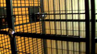 Petco A & E Cage 4030 Assembly Completed !!