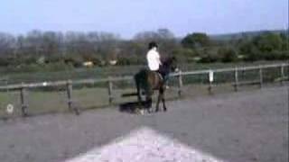 Ziggy, Show Jumping