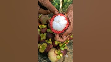 Mangosteen fruit 🍅 #shorts