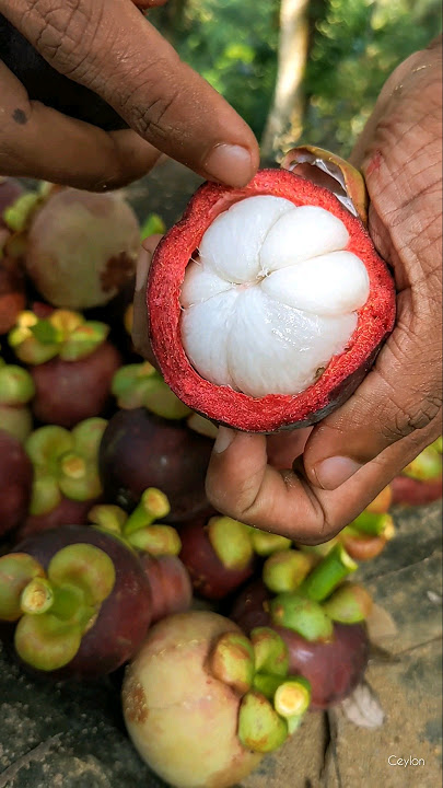 Mangosteen fruit 🍅 #shorts