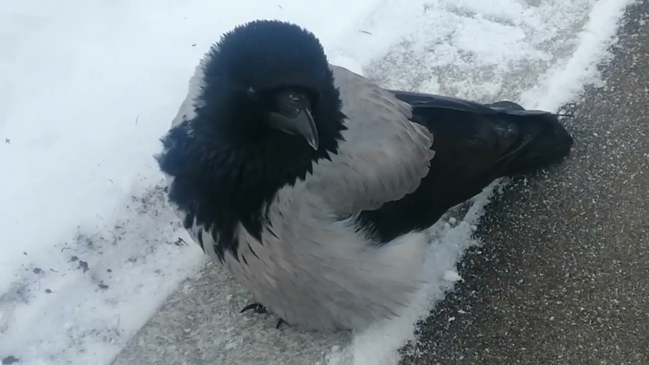 У вороны Боси конкуренты отобрали яйцо / Rival clan ambushed Bosya & stole chicken egg from her mate