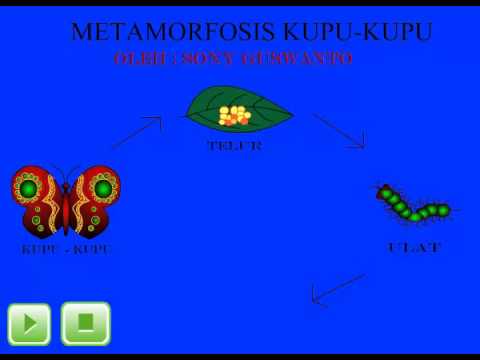 Unduh 850 Gambar Animasi Metamorfosis Kupu Kupu HD Terbaik Unduh 850 Gambar Animasi Metamorfosis Kupu Kupu HD Terbaik