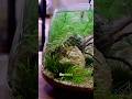 Part 1 - Shrimp Ecosystem Update