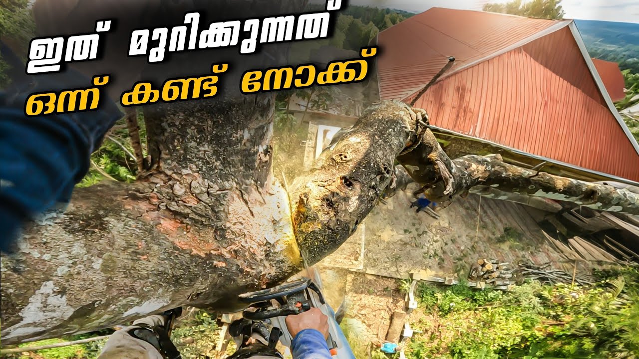 ഈ മരം മുറിക്കൽ ഒരു ടാസ്ക് തെന്നെ ആയിരുന്നു🥵‼️ Risky tree cutting | Village woodpecker