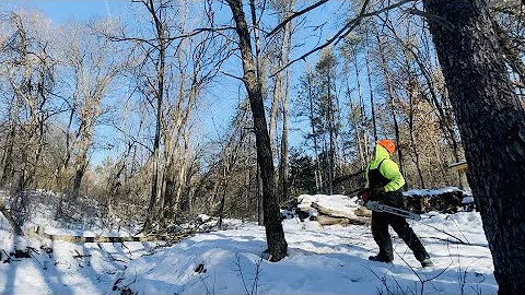 Clearing Land - Dropping Trees in the Woodyard
