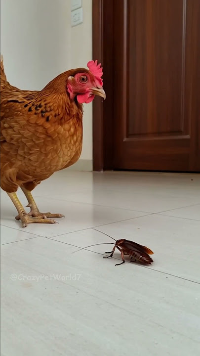 You Won’t Believe What This Chicken Did to a Cockroach!