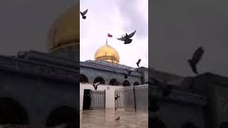 أجمل تصوير من مقام السيدة زينب الحوراء ع