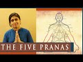 The five pranas that fuels functional systems of body  prana  apana  samana  vyana  udana 