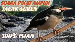 suara pikat jalak suren di alam/pancingan joss untuk jalak..