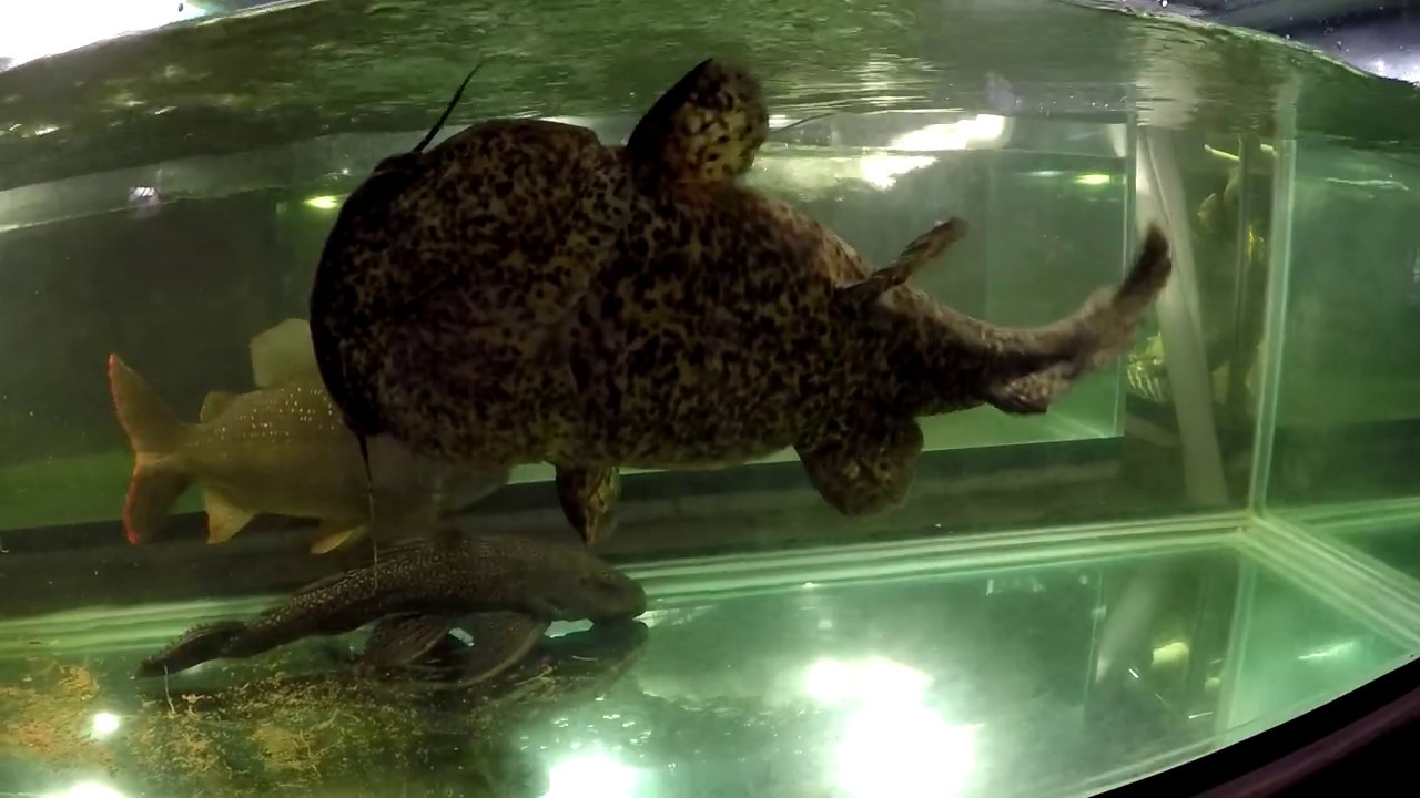 Orange or Apure Jelly catfish tank update; C. apurensis; D