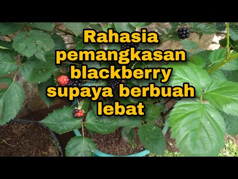 Video: Memotong Blackberry Bush: Bagaimana Dan Kapan Memangkas Blackberry Bush