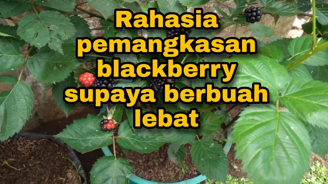 🔵Tekhnik pemangkasan tabulampot buah blackberry supaya berbuah lebat