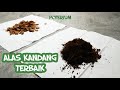 Alas Kandang Terbaik untuk Reptil