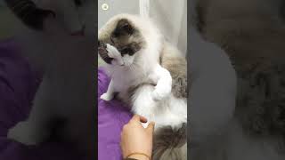 Cute Cat  | #cat #animal #pets  #cutecats