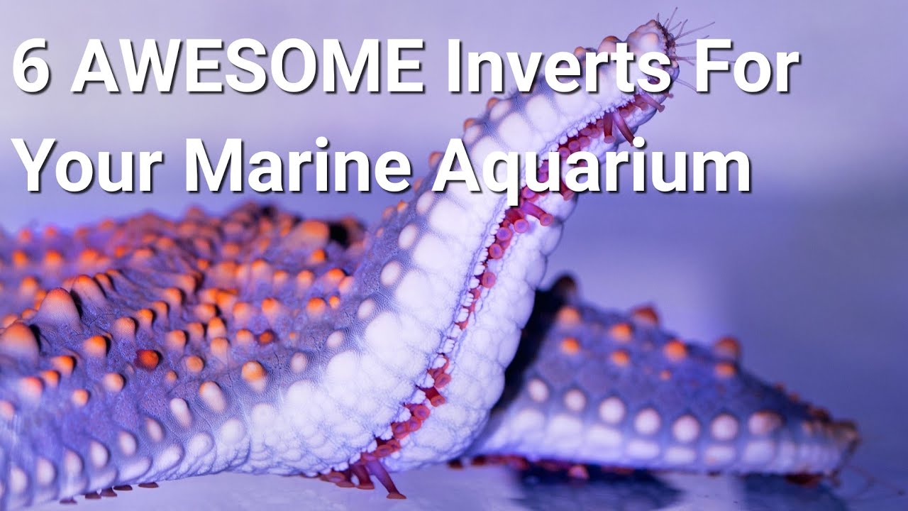 Incredible Inverts