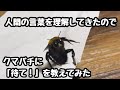 日本一賢いクマバチのもふ美ともふ男