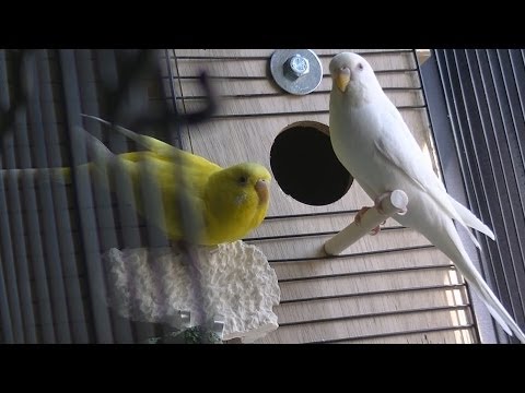 Video: Paano Mapakali Ang Isang Nasa Hustong Gulang Na Budgerigar