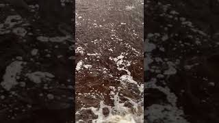 Oneida Hatchery Scriba Creek 4-12-19 Walleye run