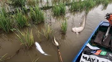 đi trên ruộng trúng rồi cá thấy mê,, kích cá miền Tây,, kênh Htgc tập 238