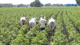 Special story on organic cotton cultivation - Paadi Pantalu