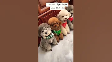 سونا مابتعرف تكذب Shorts 