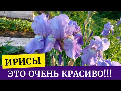 Выращиваем ирисы в саду. Это очень красиво