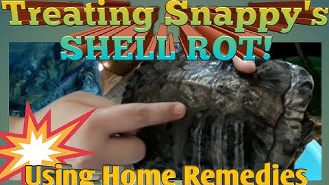 HOW TO TREAT TURTLE SHELL ROT