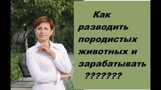 Как разводить породистых животных в домашних условиях и зарабатывать Как разводить породистых животных в домашних условиях и зарабатывать