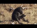 Baboon & Monkey combo hunt with De Beer Safaris