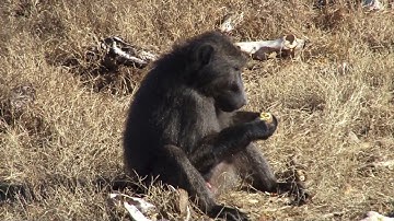 Baboon & Monkey combo hunt with De Beer Safaris