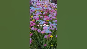 سورة الرعد الآية (11) القارئ شريف مصطفى #قرآن