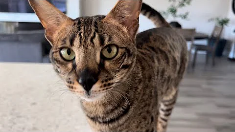 Watch the video about Your Daily Dose Of The Cutest Meows And Purrs From Sweet F2 Savannah Cat Zara