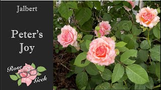 🌹Peters Joy by Jalbert / Healthy roses in zone 8a/ JALPeterEKukielski