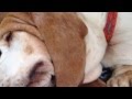 Coming home to my Basset Hound after vacation