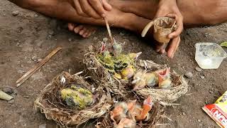 Download Lagu tiga farian makanan untuk lolohan burung kepodang, agar bulu halus dan sehat MP3