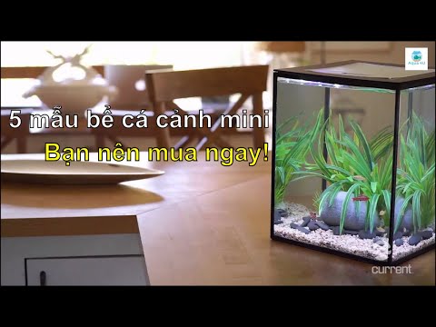 Video 5 mẫu bể cá cảnh mini giá rẻ bạn cần mua ngay - Thủy... - youtube