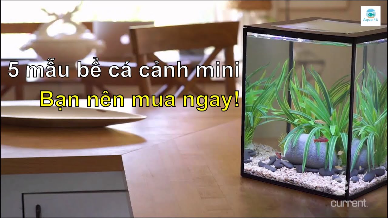 5 mẫu bể cá cảnh mini giá rẻ bạn cần mua ngay - Thủy Sinh 4U - YouTube