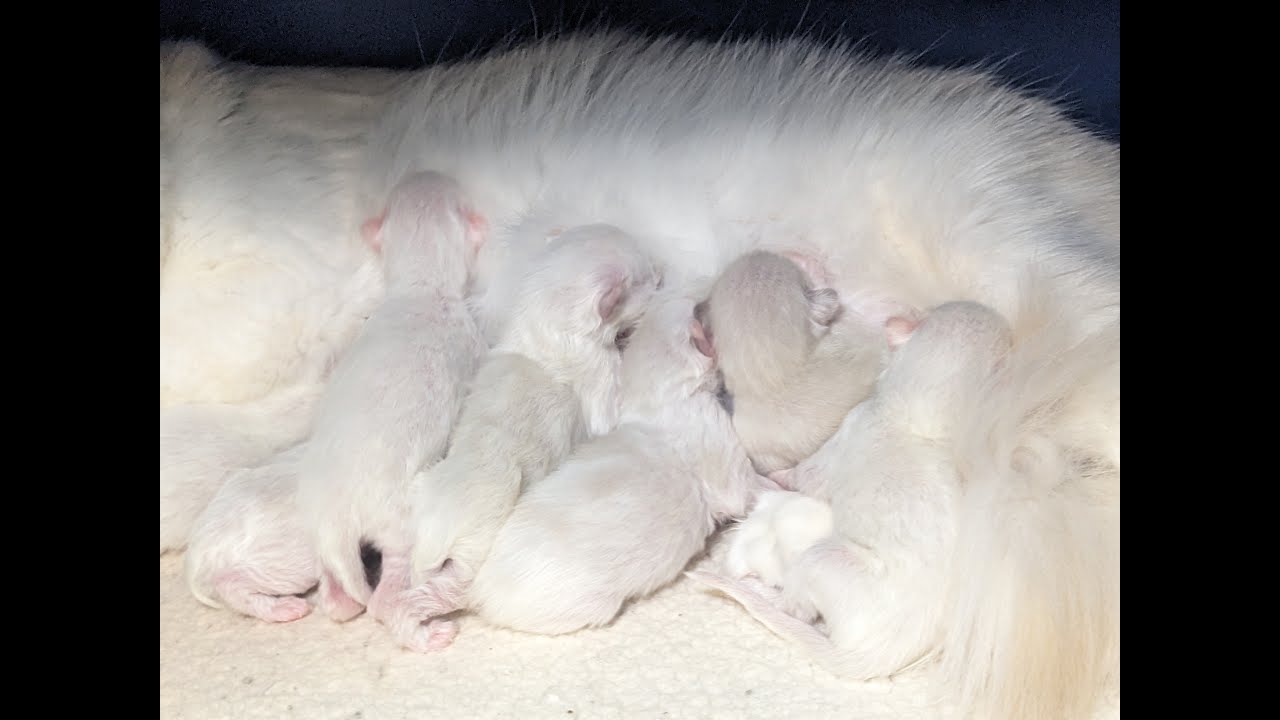 Riverside Rags Live Birth of Ragdoll Kittens! - YouTube