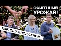 Собрали урожай картошки из под сена!