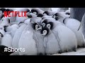 可愛さの塊 - ペンギンの赤ちゃんがおしくらまんじゅう | ワイルド・ベイビーズ: 野生に生まれた動物たち | Netflix Japan