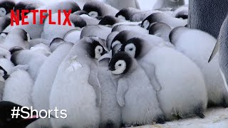 可愛さの塊 - ペンギンの赤ちゃんがおしくらまんじゅう | ワイルド・ベイビーズ: 野生に生まれた動物たち | Netflix Japan
