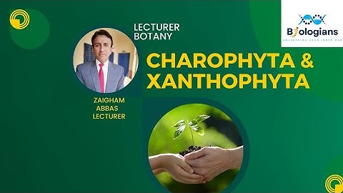Charophyta & Xanthophyta|| PPSC LECTURE