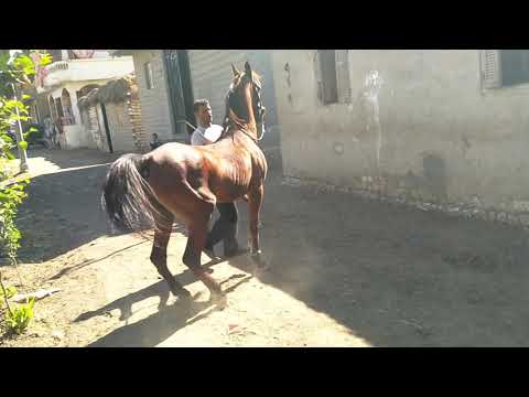 احلا مسا عليك عوض باشا