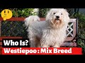 Westiepoo : The Poodle West Highland White Terrier Mix | Is This Dog Good For You?