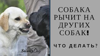 Собака рычит на других собак! Что делать? Как знакомить? Собака рычит на других собак! Что делать? Как знакомить?