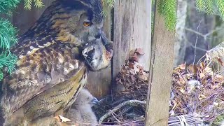 Kassiakk::Eagle Owl~Hanna takes a prey  &amp; stashes it outside the nest~1:02 p.m. 2024/04/27