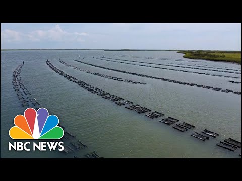 Restoring America's Oyster Population Through Conservation & Farming - Nightly News Films.