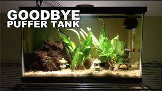 Why I Rehomed My Pea Puffer @JeremyGoneWildPets