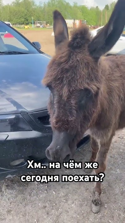 А что выберете вы?) #конюшня #horse #осёл #ослик #ферма #shorts - YouTube